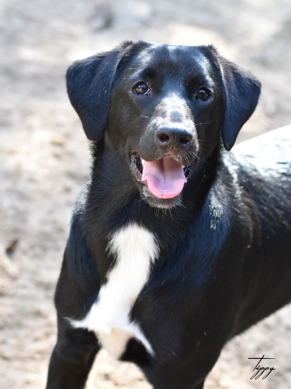 adoptable Dog in Spring, TX named Tippy