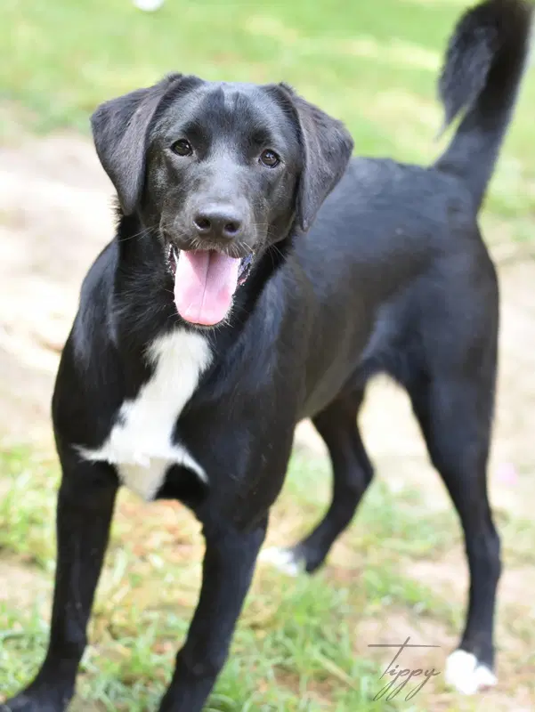 Tippy - Hound