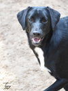 Tippy - Photo 5