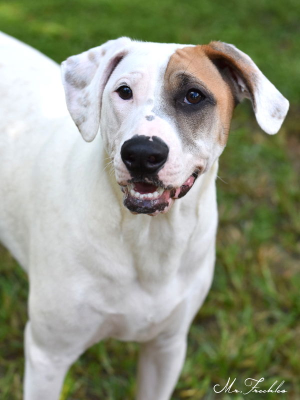 adoptable Dog in Spring, TX named Mr. Freckles