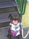 adoptable Dog in spring, TX named Oreo