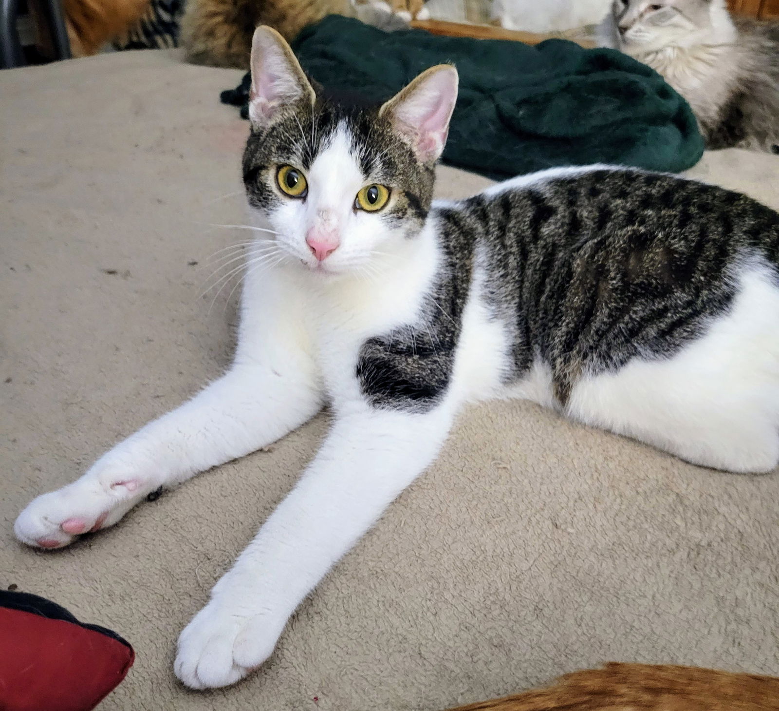 adoptable Cat in Spring, TX named Spruce