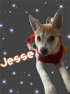 adoptable Dog in spring, TX named Jesse Girl