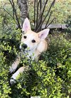adoptable Dog in spring, TX named Julie Girl