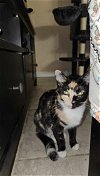 adoptable Cat in spring, TX named Miso