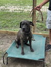 adoptable Dog in  named Raina