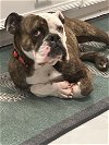 adoptable Dog in spring, TX named Raider