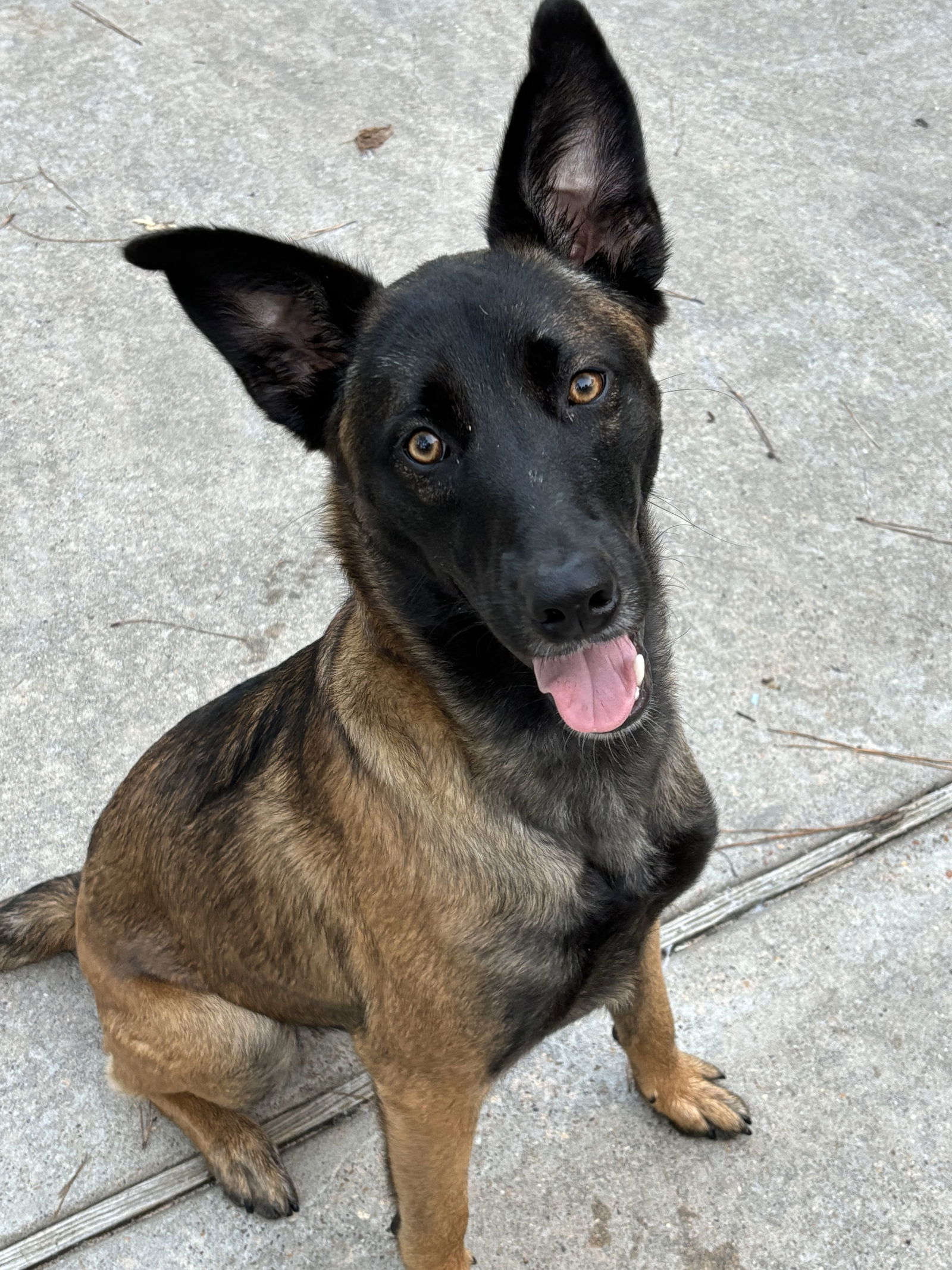 adoptable Dog in Spring, TX named Bernie