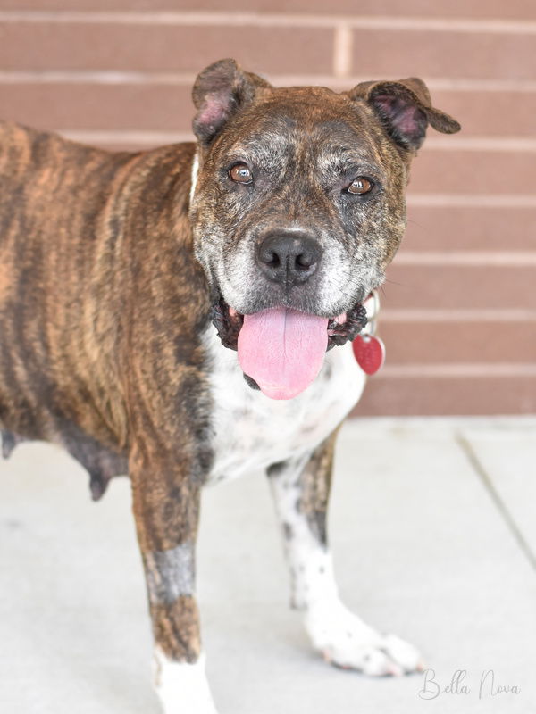adoptable Dog in Conroe, TX named Bella Nova