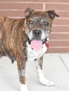 adoptable Dog in  named Bella Nova