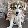 adoptable Dog in spring, TX named Scott