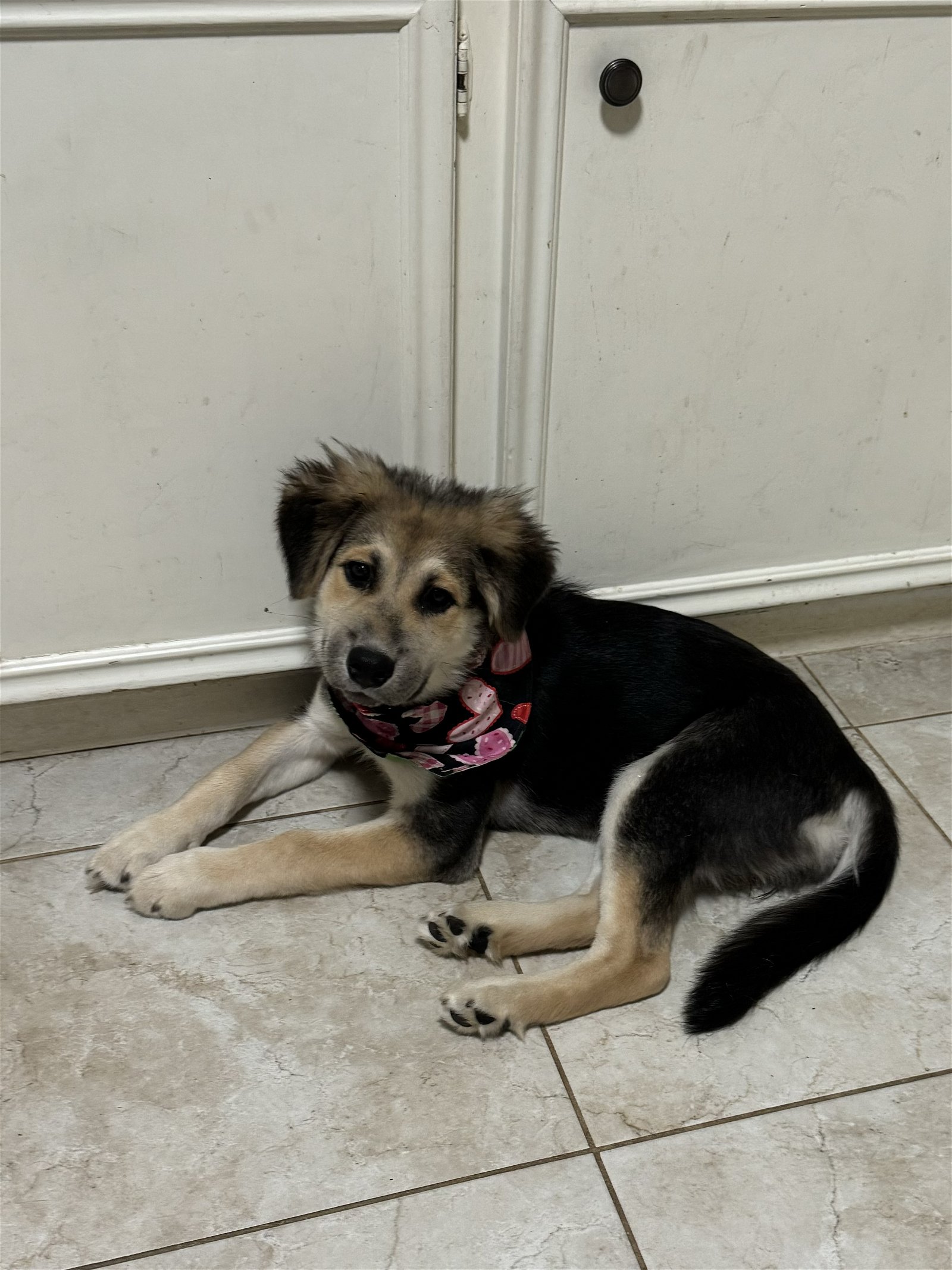 adoptable Dog in Spring, TX named Kesha