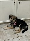 adoptable Dog in  named Kesha