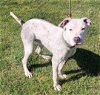adoptable Dog in spring, TX named Patch