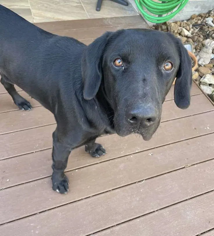 Bob Barker - Labrador Retriever