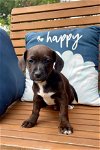 adoptable Dog in spring, TX named Romeo