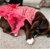 adoptable Dog in spring, TX named Rose Valentine