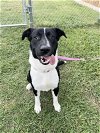 adoptable Dog in spring, TX named Milton