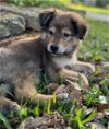 adoptable Dog in spring, TX named Dave