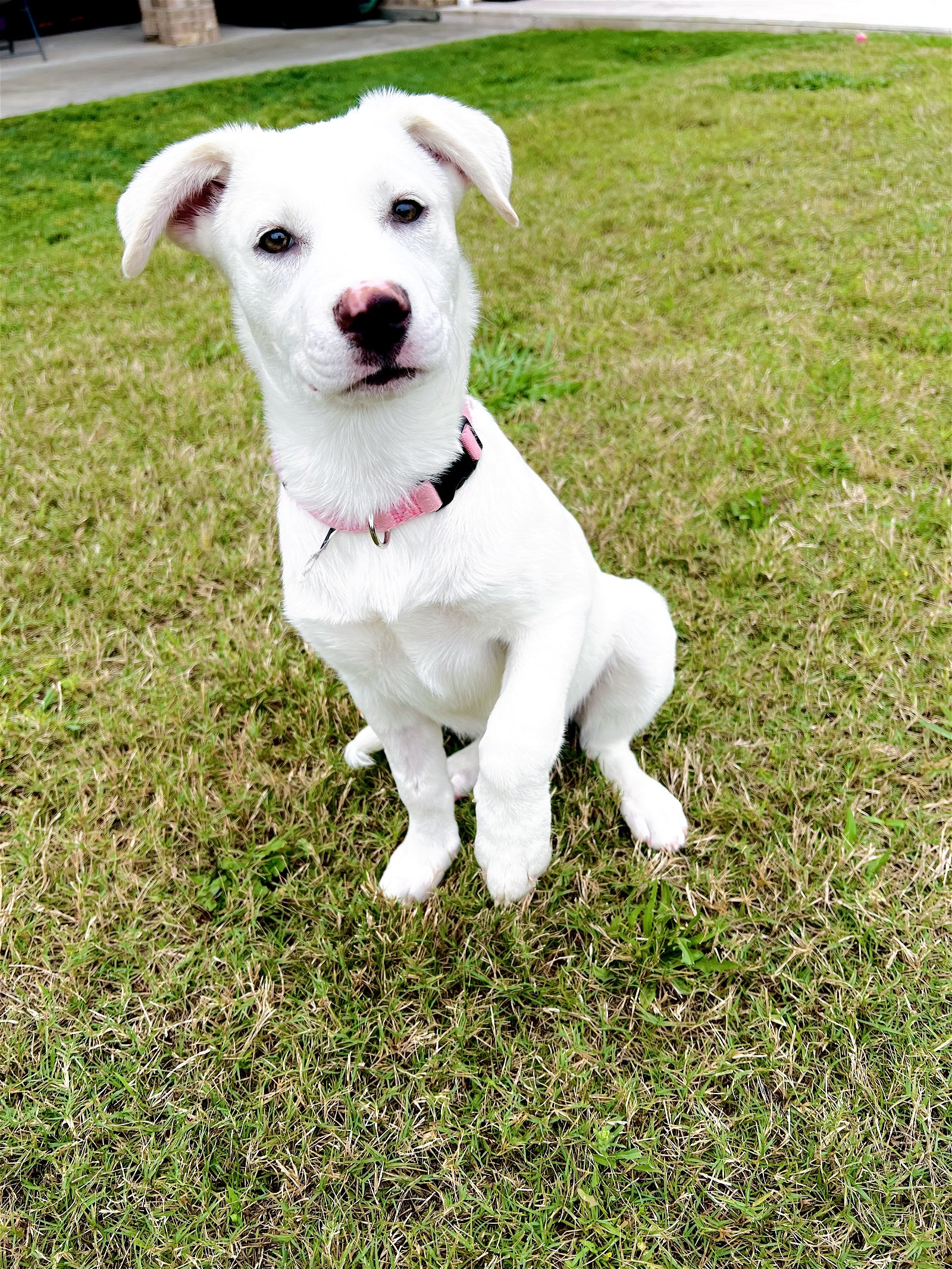 adoptable Dog in Tomball, TX named Quinn