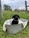 adoptable Dog in spring, TX named Sunshine