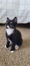 adoptable Cat in spring, TX named Orla
