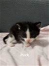 adoptable Cat in spring, TX named Puck