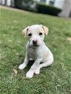 adoptable Dog in spring, TX named Marshmallow