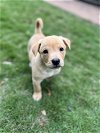 adoptable Dog in spring, TX named Maverick