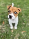 adoptable Dog in spring, TX named Macy