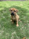 adoptable Dog in spring, TX named Miles
