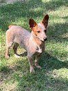 adoptable Dog in spring, TX named Suki