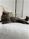 adoptable Cat in  named Mercury