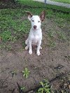 adoptable Dog in  named Lilly