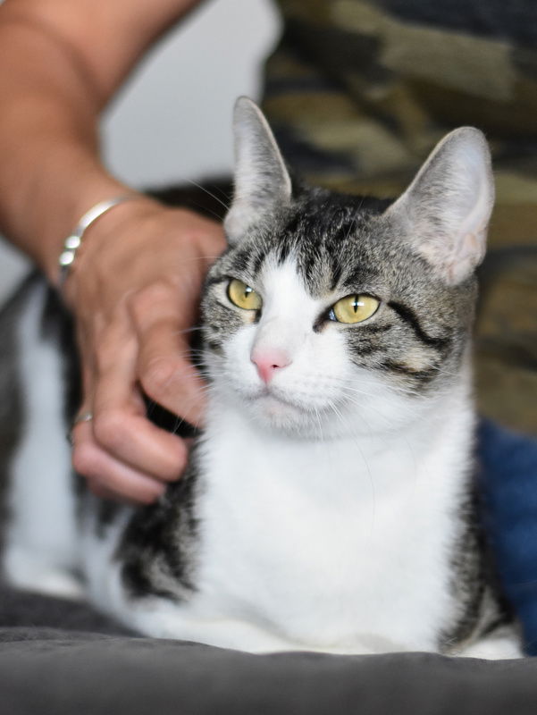 adoptable Cat in Spring, TX named Lucky