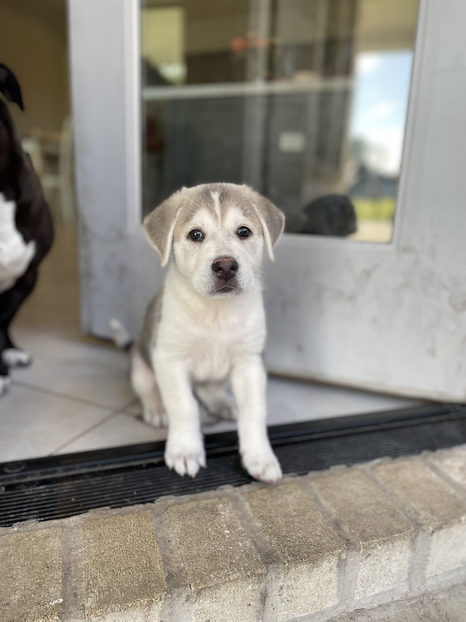 Dog adoption in Spring, TX 77393 Siberian Husky Dog "Bart"