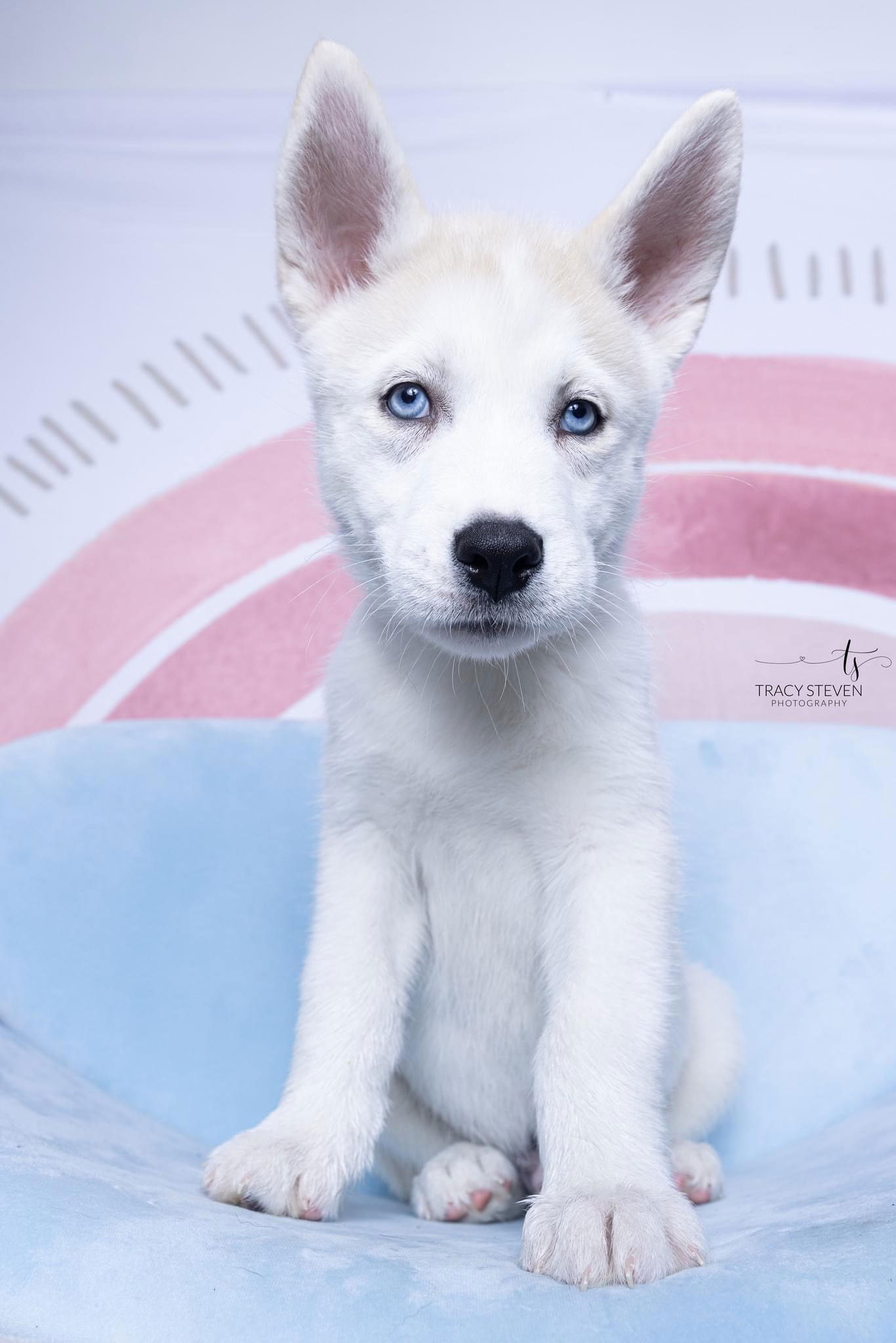 adoptable Dog in Spring, TX named Loup