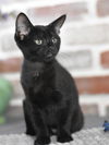 adoptable Cat in Spring, TX named Binx