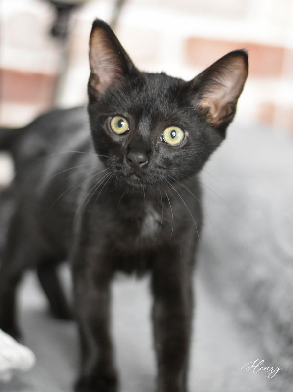 adoptable Cat in Spring, TX named Henry