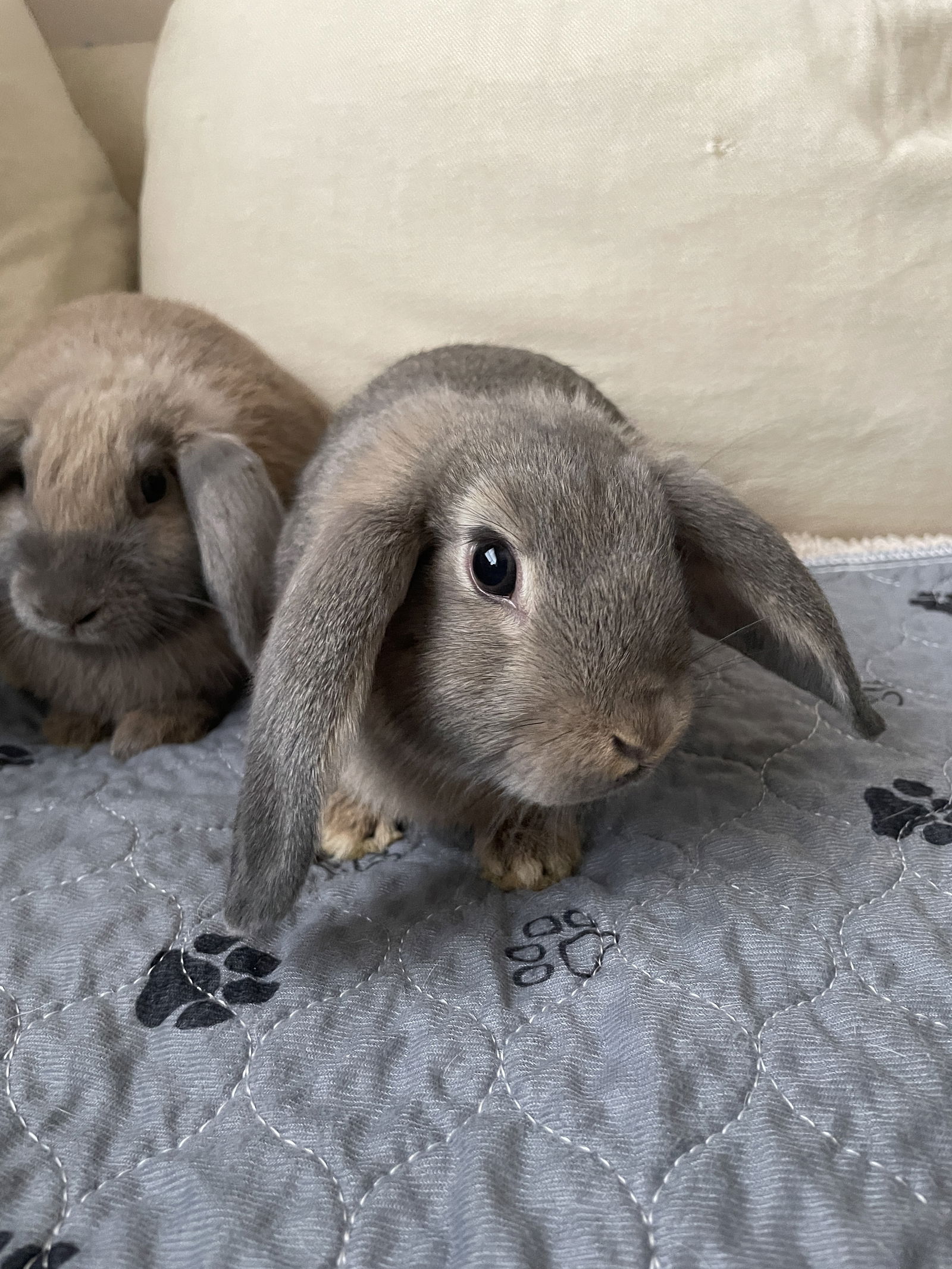 adoptable Rabbit in Spring, TX named Alexa