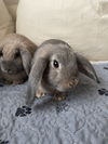 adoptable Rabbit in Spring, TX named Alexa