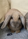 adoptable Rabbit in Spring, TX named Siri