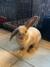 adoptable Rabbit in  named Snickerdoodle