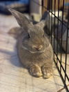 adoptable Rabbit in Spring, TX named Strudel