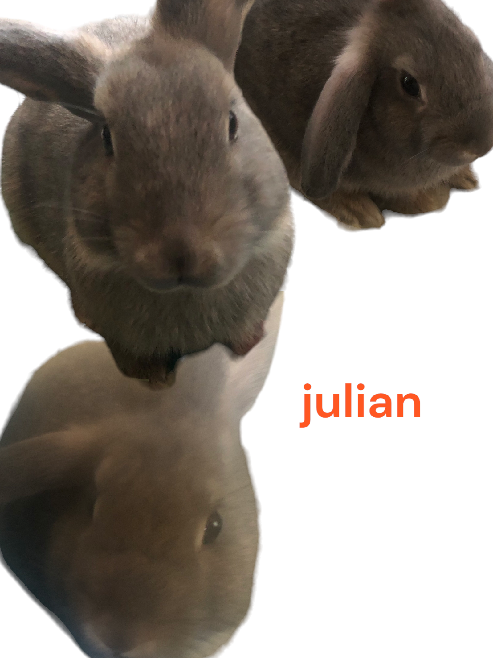 adoptable Rabbit in Spring, TX named Julian Bashir