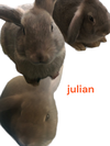 adoptable Rabbit in  named Julian Bashir