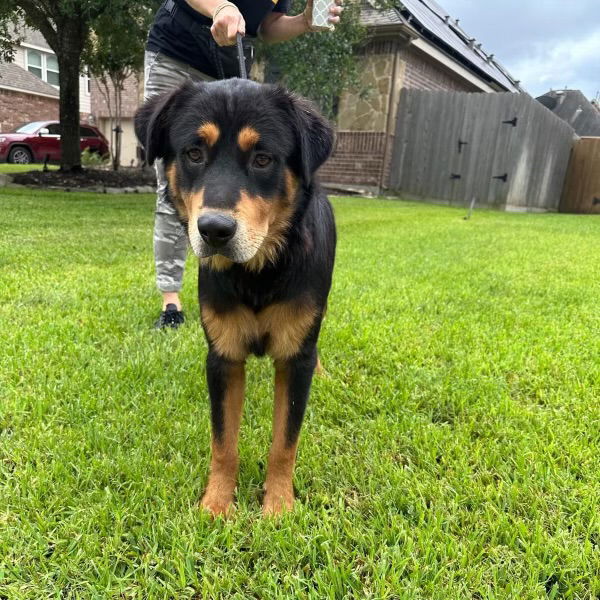 adoptable Dog in Spring, TX named Bullwinkle