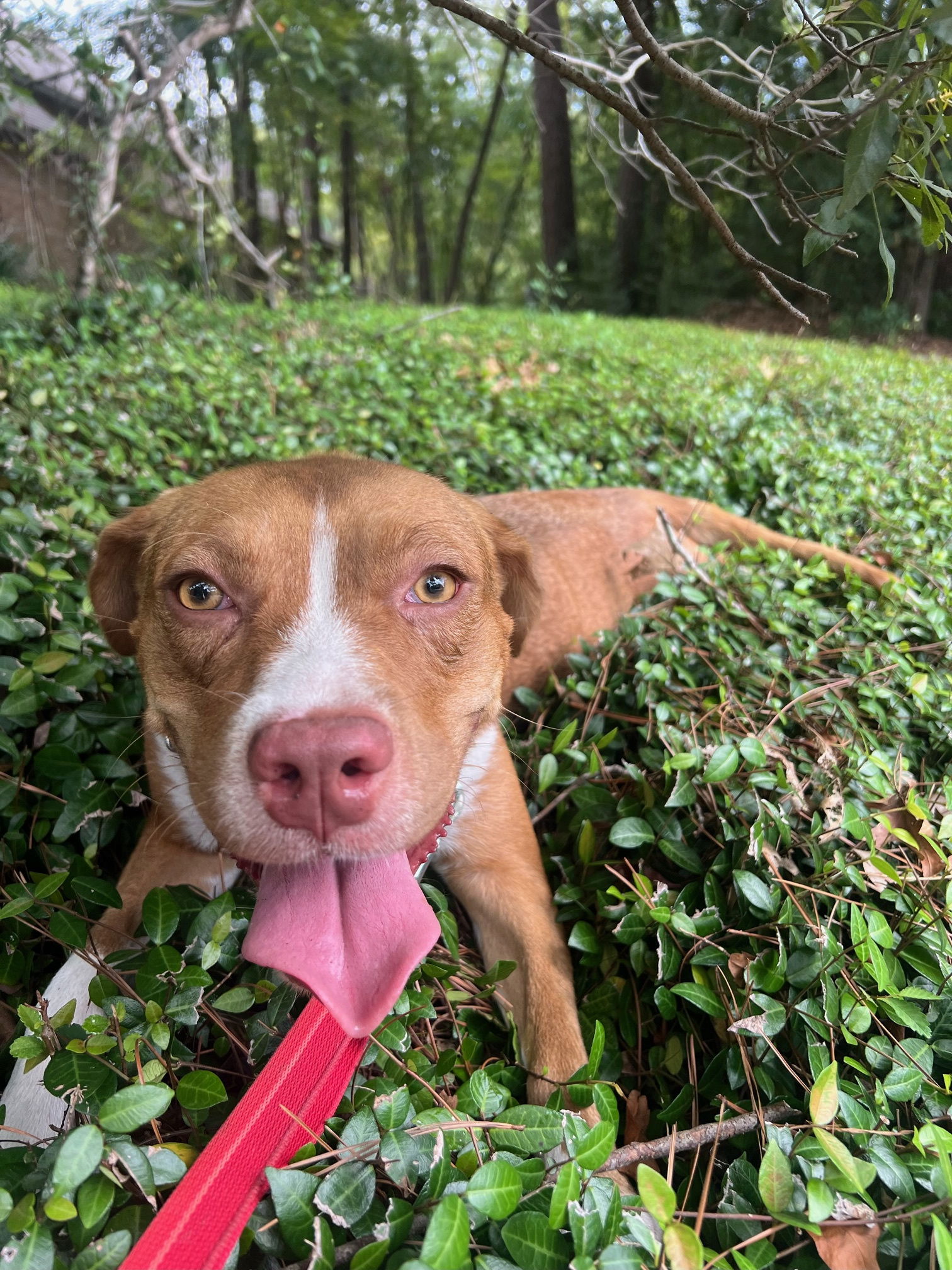 adoptable Dog in Spring, TX named Molly