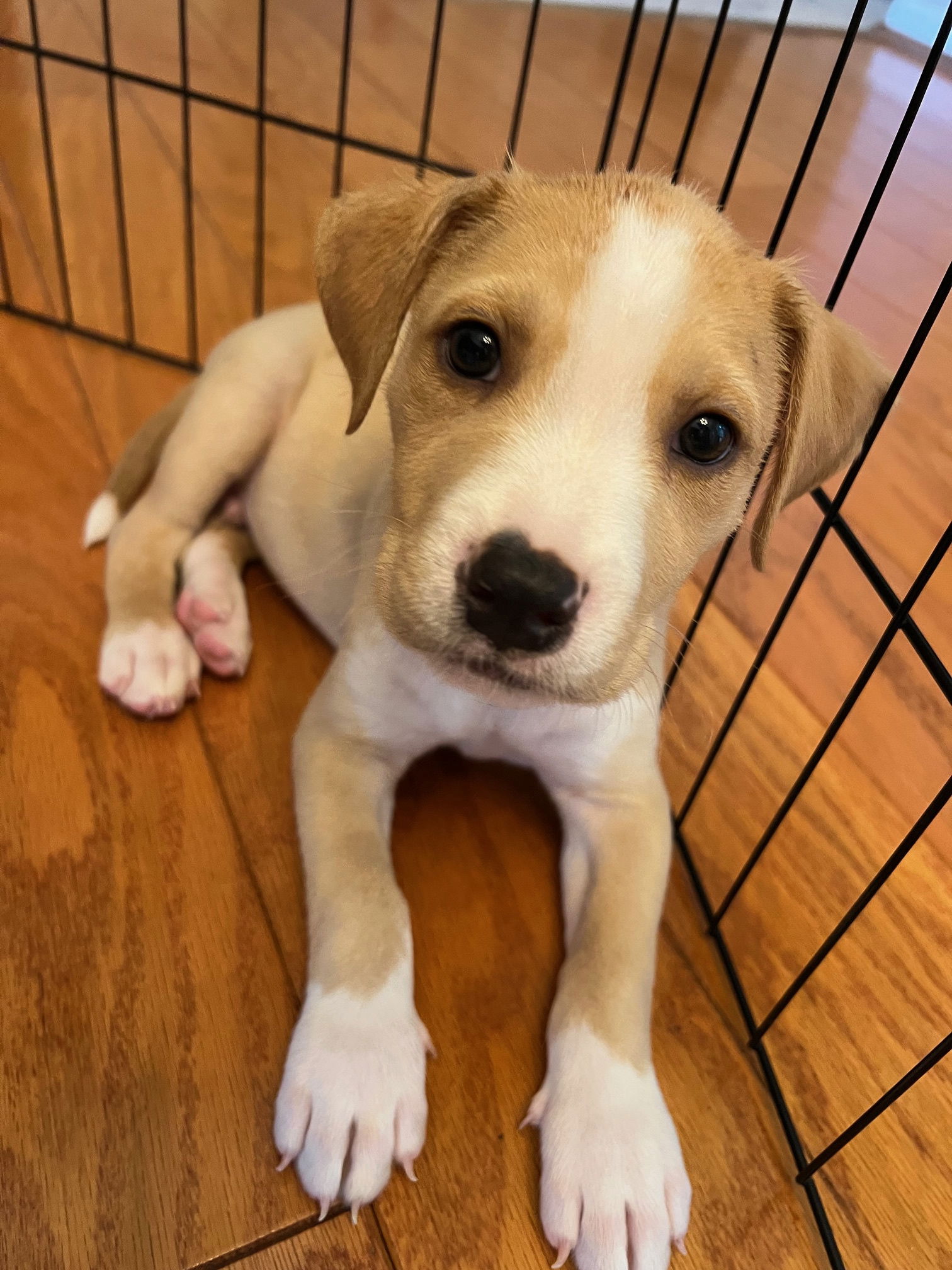 adoptable Dog in Spring, TX named Saint