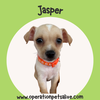 adoptable Dog in Spring, TX named Jasper